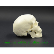 Made in China skull model for education